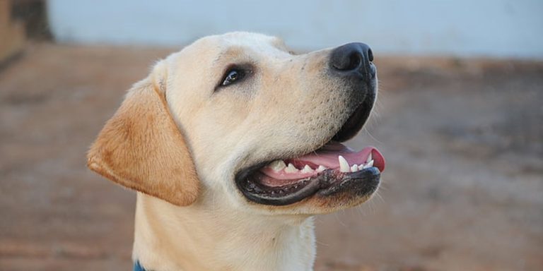 Comment prendre soin de la santé dentaire de votre chien